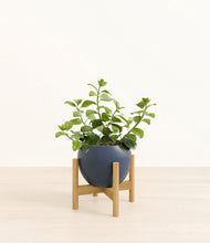 Load image into Gallery viewer, Deep Navy stand:bamboo