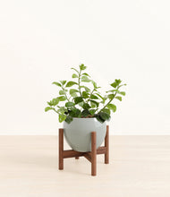 Load image into Gallery viewer, Deep Ocean stand:walnut