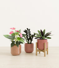 Load image into Gallery viewer, Blush Harmony stand:one_stand