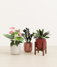 Load image into Gallery viewer, Coral Elegance stand:one_stand