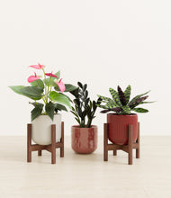 Load image into Gallery viewer, Coral Elegance stand:two_stands