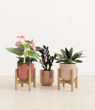 Load image into Gallery viewer, Peaches and Cream stand:two_stands