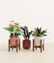 Load image into Gallery viewer, Rustic Rouge stand:two_stands