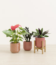 Load image into Gallery viewer, Blush Harmony stand:one_stand
