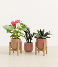Load image into Gallery viewer, Blush Harmony stand:two_stand