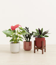 Load image into Gallery viewer, Coral Elegance stand:one_stand