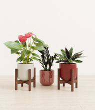 Load image into Gallery viewer, Coral Elegance stand:two_stand