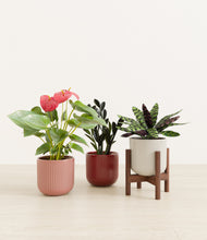 Load image into Gallery viewer, Rustic Rouge stand:one_stand