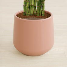 Load image into Gallery viewer, Calm Rose stand:all