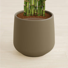Load image into Gallery viewer, Olive stand:all