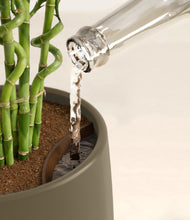 Load image into Gallery viewer, Olive stand:all