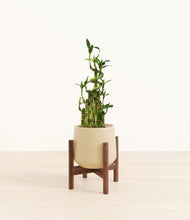 Load image into Gallery viewer, Almond Green stand:dark