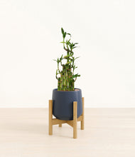 Load image into Gallery viewer, Deep Navy stand:light