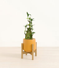 Load image into Gallery viewer, Mustard stand:light