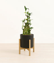 Load image into Gallery viewer, Black stand:light