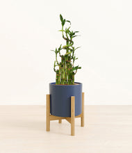 Load image into Gallery viewer, Deep Navy stand:light