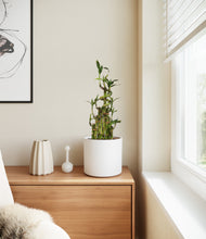 Load image into Gallery viewer, White