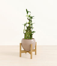 Load image into Gallery viewer, Desert Brown stand:light