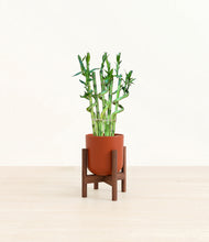 Load image into Gallery viewer, Earth Red stand:walnut