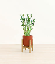 Load image into Gallery viewer, Earth Red stand:bamboo