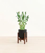 Load image into Gallery viewer, Stone Black stand:walnut