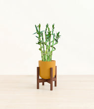 Load image into Gallery viewer, Sunset Orange stand:walnut