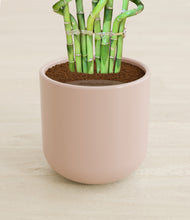 Load image into Gallery viewer, Sandy Pink stand:all