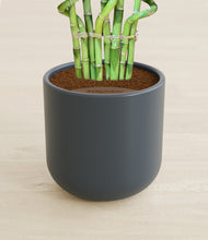 Load image into Gallery viewer, Iron Gray stand:all