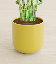 Load image into Gallery viewer, Key Lime Yellow stand:all