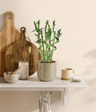 Load image into Gallery viewer, Sage Green