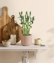 Load image into Gallery viewer, Sandy Pink