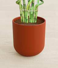Load image into Gallery viewer, Earth Red stand:all