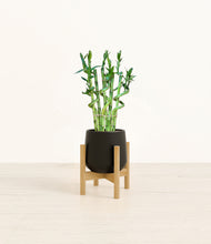 Load image into Gallery viewer, Black stand:bamboo