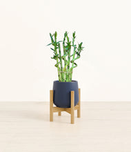 Load image into Gallery viewer, Deep Navy stand:bamboo
