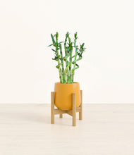 Load image into Gallery viewer, Mustard stand:bamboo