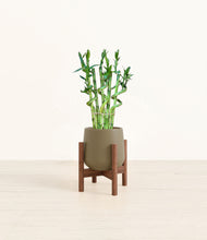 Load image into Gallery viewer, Olive stand:walnut