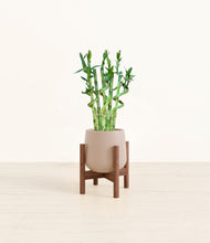 Load image into Gallery viewer, Eternal Gray stand:walnut