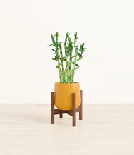 Load image into Gallery viewer, Mustard stand:walnut
