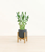 Load image into Gallery viewer, Iron Gray stand:bamboo