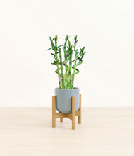 Load image into Gallery viewer, Misty Blue stand:bamboo