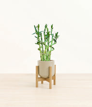 Load image into Gallery viewer, Sage Green stand:bamboo