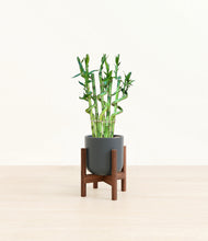 Load image into Gallery viewer, Iron Gray stand:walnut
