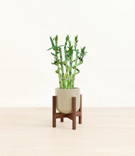 Load image into Gallery viewer, Sage Green stand:walnut