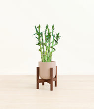 Load image into Gallery viewer, Sandy Pink stand:walnut