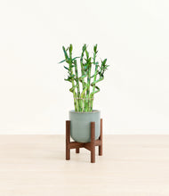 Load image into Gallery viewer, Reactive Aqua stand:walnut