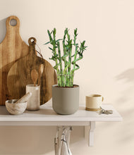 Load image into Gallery viewer, Sage Green