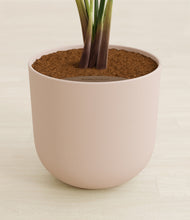 Load image into Gallery viewer, Sandy Pink stand:all