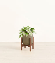 Load image into Gallery viewer, Olive stand:walnut