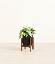 Load image into Gallery viewer, Black stand:walnut