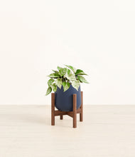 Load image into Gallery viewer, Deep Navy stand:walnut